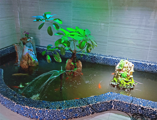 金魚池